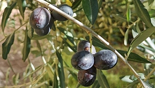 tours/olive5_1572451140.jpg