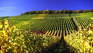 tour_vigna_1486658002.jpg